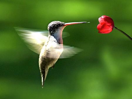 LOS COLIBRÍES. LOS COLIBRÍES LOS COLIBRÍES. Los colibríes zumban cuando vuelan porque agitan las alas al igual que lo hacen las abejas y las libélulas.