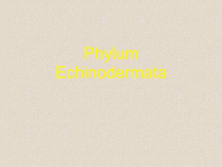 Phylum Echinodermata.