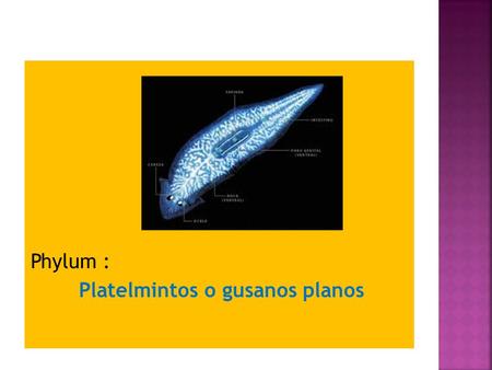 Phylum : Platelmintos o gusanos planos