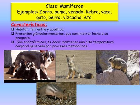 Clase: Mamíferos Ejemplos: Zorro, puma, venado, liebre, vaca, gato, perro, vizcacha, etc. Características: Hábitat: terrestre y acuático. Presentan glándulas.