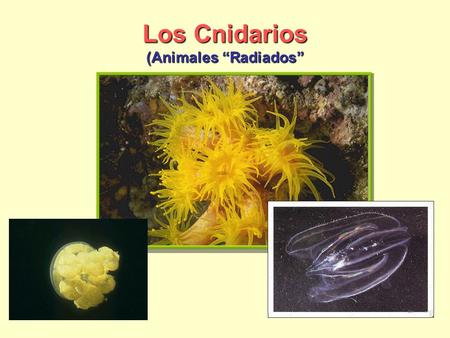 Los Cnidarios (Animales “Radiados”
