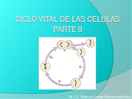 M.V.Z. Blanca Estela Romero Méndez. Introducción En la mayor parte de los organismos multicelulares encontramos dos grupos principales de células:  Células.