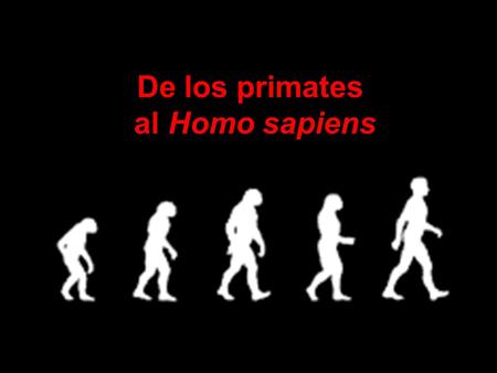 De los primates al Homo sapiens.