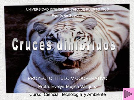 Cruces dihíbridos PROYECTO TITULO V COOPERATIVO