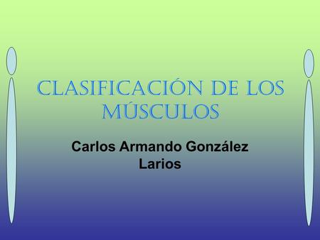 Clasificación de los Músculos