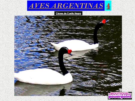 AVES ARGENTINAS 4 Cisnes de Cuello Negro Cisne de Cuello Negro con pichones.