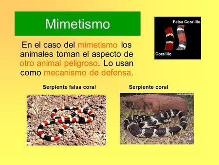 Mimetismo En el caso del mimetismo los animales toman el aspecto de otro animal peligroso. Lo usan como mecanismo de defensa. Serpiente falsa coral Serpiente.