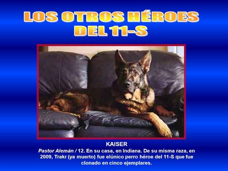 KAISER Pastor Alemán / 12. En su casa, en Indiana. De su misma raza, en 2009, Trakr (ya muerto) fue elúnico perro héroe del 11-S que fue clonado en cinco.