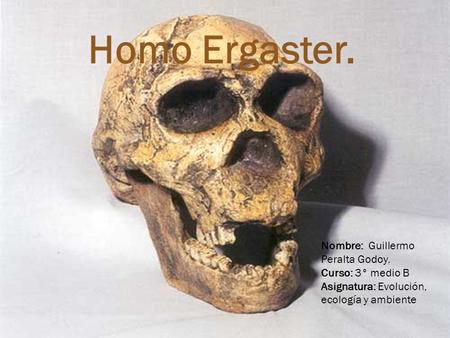 Homo Ergaster. Nombre: Guillermo Peralta Godoy. Curso: 3° medio B
