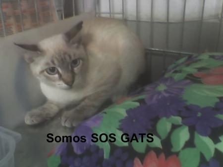 Somos SOS GATS Rescatamos a los gatos de las vías de Renfe.