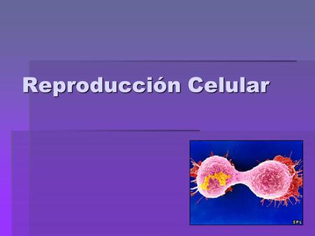 Reproducción Celular.