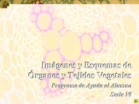 Imágenes y Esquemas de Órganos y Tejidos Vegetales
