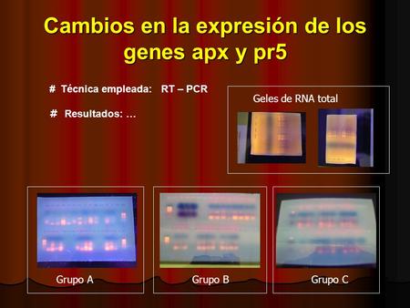 Cambios en la expresión de los genes apx y pr5 # Técnica empleada: RT – PCR # Resultados: … Grupo AGrupo BGrupo C Geles de RNA total.