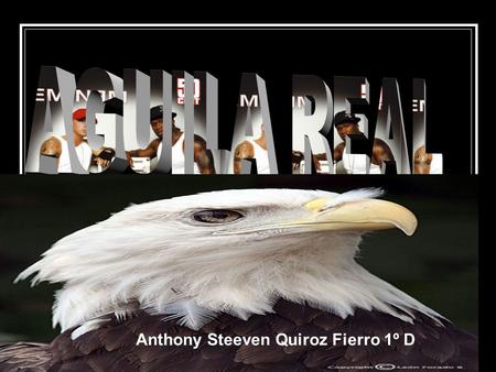 AGUILA REAL Anthony Steeven Quiroz Fierro 1º D.