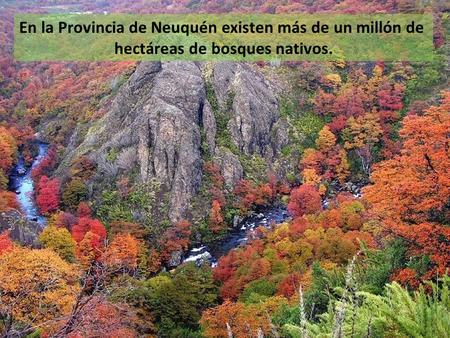En la Provincia de Neuquén existen más de un millón de hectáreas de bosques nativos.