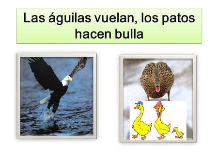 Las águilas vuelan, los patos hacen bulla
