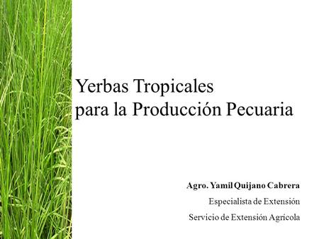 Yerbas Tropicales para la Producción Pecuaria