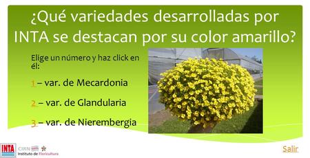¿Qué variedades desarrolladas por INTA se destacan por su color amarillo? Elige un número y haz click en él: 1 1 – var. de Mecardonia 2 2 – var. de Glandularia.