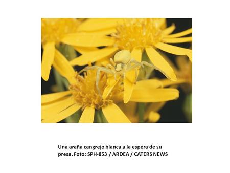 Una araña cangrejo blanca a la espera de su presa. Foto: SPH-853 / ARDEA / CATERS NEWS.