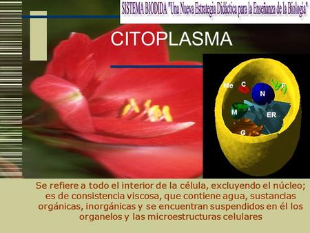 ING. SOCORRO OLIVAS LOYA CITOPLASMA Se refiere a todo el interior de la célula, excluyendo el núcleo; es de consistencia viscosa, que contiene agua, sustancias.