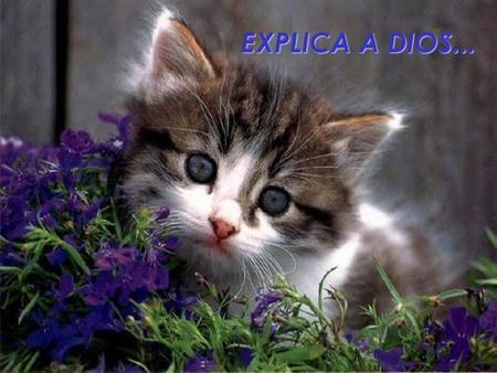 EXPLICA A DIOS....