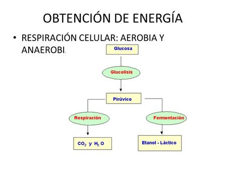 OBTENCIÓN DE ENERGÍA RESPIRACIÓN CELULAR: AEROBIA Y ANAEROBIA.