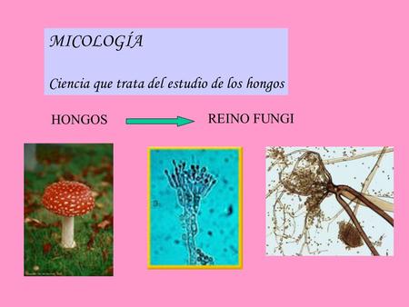 MICOLOGÍA Ciencia que trata del estudio de los hongos HONGOS REINO FUNGI.