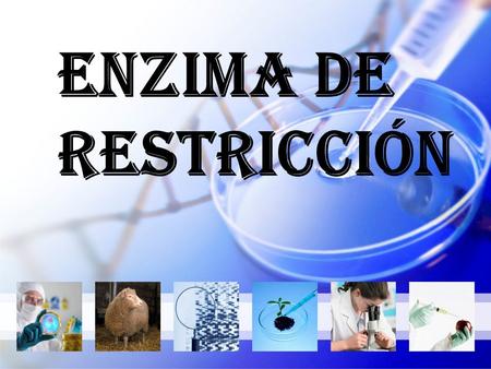 Enzima De Restricción.