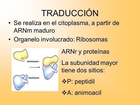 TRADUCCIÓN Se realiza en el citoplasma, a partir de ARNm maduro