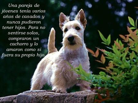 Una pareja de jóvenes tenía varios años de casados y nunca pudieron tener hijos. Para no sentirse solos, compraron un cachorro y lo amaron como si fuera.