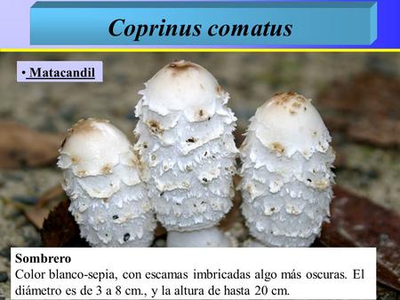 Coprinus comatus Matacandil Sombrero