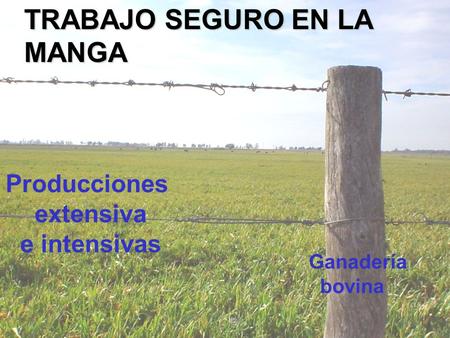 TRABAJO SEGURO EN LA MANGA Ganadería bovina Producciones extensiva e intensivas.