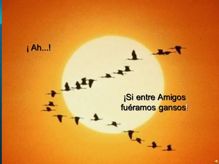 ¡ Ah...! ¡Si entre Amigos fuéramos gansos!.