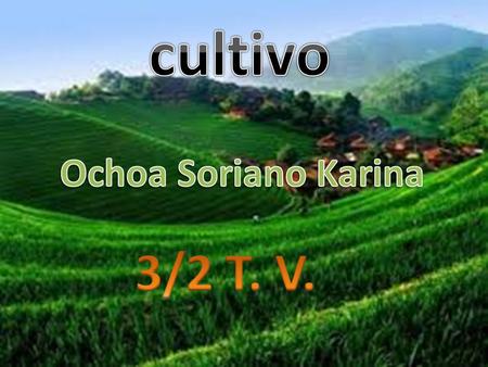 En este proyecto de la materia de geografía yo las semillas que sembré fueron las de pepino y zanahoria las cuales en las primeras semanas las regué y.