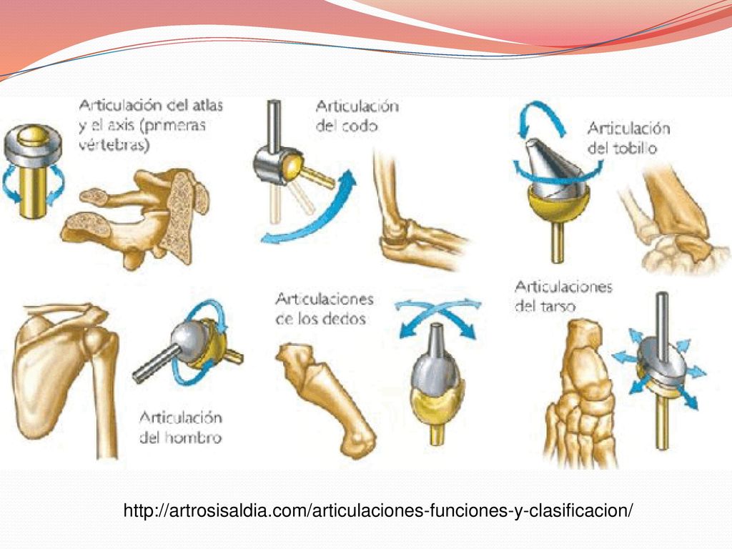 Cuerpo humano articulaciones