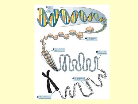 El dogma central de la Biología Molecular: DESCUBRIMIENTO DE DNA: Friederich Miescher aisla molécula que contiene fósforo desde pus. Friederich Miescher.