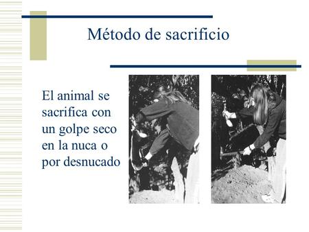 Método de sacrificio El animal se sacrifica con un golpe seco en la nuca o por desnucado.