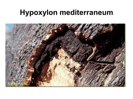 Hypoxylon mediterraneum