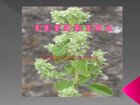  La peperina es originaria de las zonas templadas de Sudamérica. En Argentina crece en la provincia de Córdoba.  Las hojas y sumidades de esta especie.
