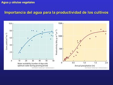 Agua y células vegetales Importancia del agua para la productividad de los cultivos.