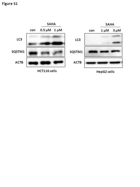 Figure S1 LC3 SQSTM1 ACTB con 0.5 μM 1 μM HCT116 cells SAHA HepG2 cells con 1 μM 3 μM SAHA LC3 SQSTM1 ACTB.