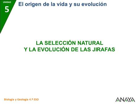 UNIDAD 5 Biología y Geología 4.º ESO El origen de la vida y su evolución LA SELECCIÓN NATURAL Y LA EVOLUCIÓN DE LAS JIRAFAS.