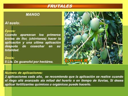 CAMEX FRUTALES MANGO Al suelo: Época: