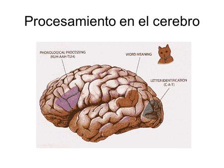 Procesamiento en el cerebro