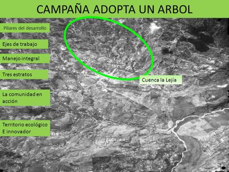 CAMPAÑA ADOPTA UN ARBOL