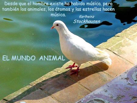 EL MUNDO ANIMAL Desde que el hombre existe ha habido música. pero también los animales, los átomos y las estrellas hacen música. Karlheinz Stockhausen.