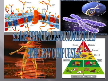 2.2 LAS PRINCIPALES BIOMOLÉCULAS