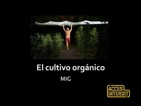 El cultivo orgánico MIG.