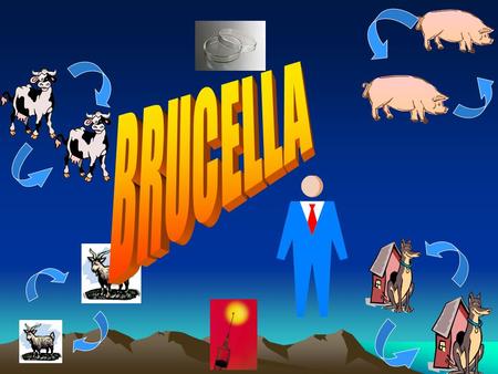 BRUCELLA.