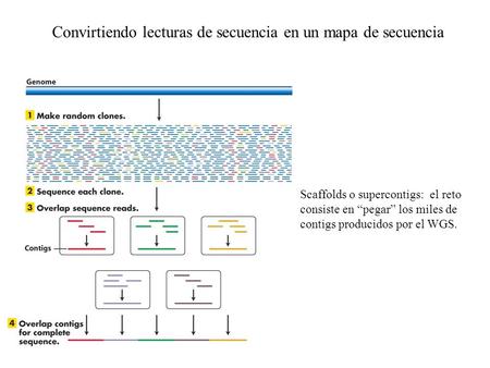 Convirtiendo lecturas de secuencia en un mapa de secuencia